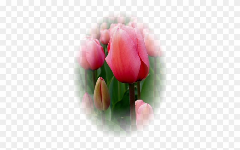 Tulip #936734