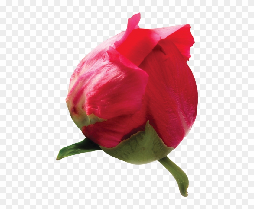 Kırmızız Güllür Arkası Saydam, Kırmızı Gül Arkafon - Tulip #936743