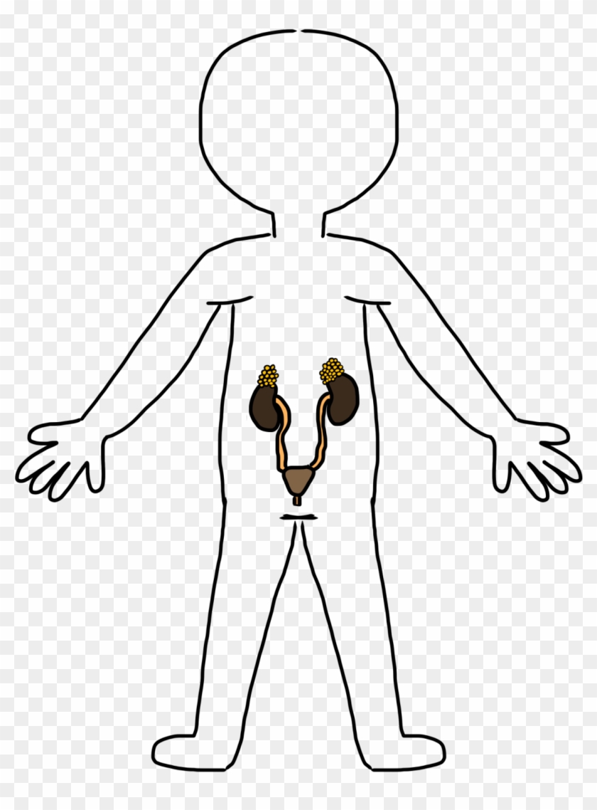 Exciting Clip Art Of Body Medium Size - Circulatory System Cliprt #936932