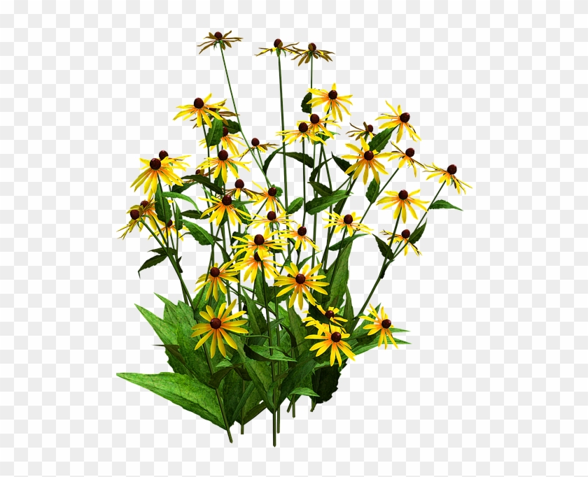 Sunflower Clipart Shrub - Black Eyed Susan Png #937085