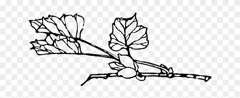 Outline, Tree, Flower, Branch, Plant, Vine, Bush, Shrub - Plant Black And White Transparent #937293