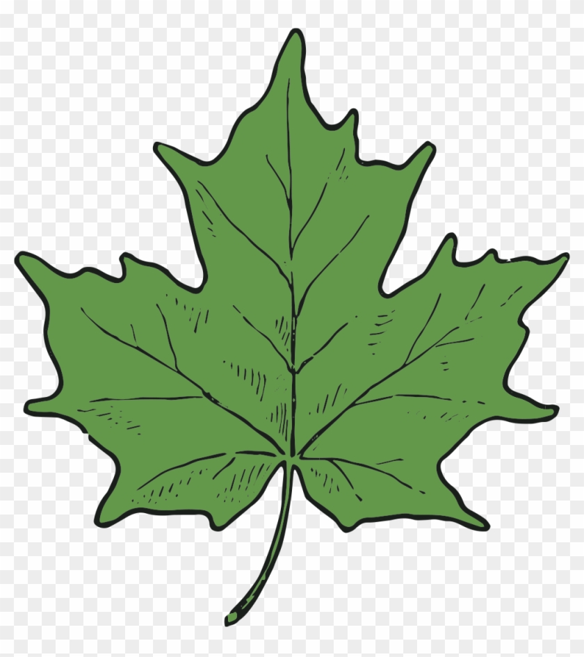 Cad Clip Art Maple Leaf And Seed-3 - Hoja De Arbol Png #937852