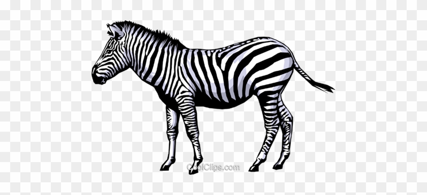 Zebra Royalty Free Vector Clip Art Illustration - Zebra Clip Art #937879