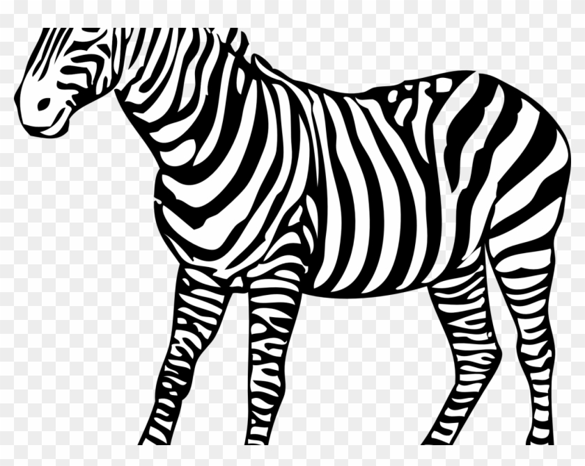 Coloring Pages For Adults Zebra Sheets New On Download - Zebra Black And White #937910