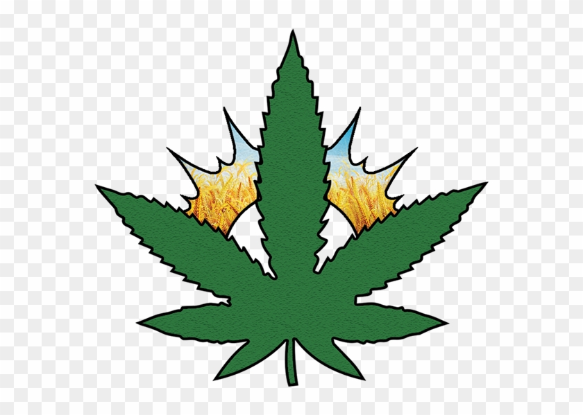 Unlike Legal Substances Such As Prescription Opiates, - Cannabis #938074