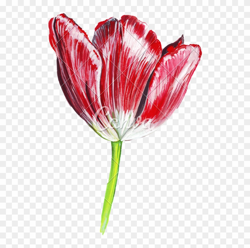 Hand Draw Watercolor Realistic Single Tulip Flower - Drawing #938501