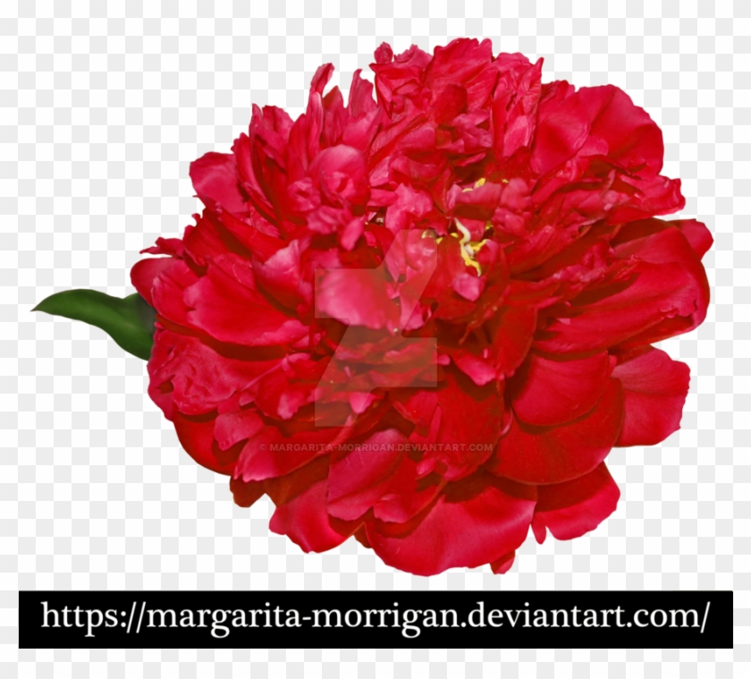 Red Peony By Margarita-morrigan - Peony Png #938521