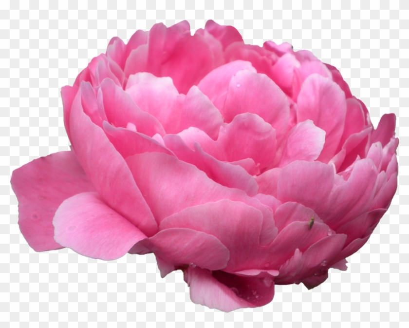 Peony Png 08 By Thy Darkest Hour - Flowers Png Peony #938528