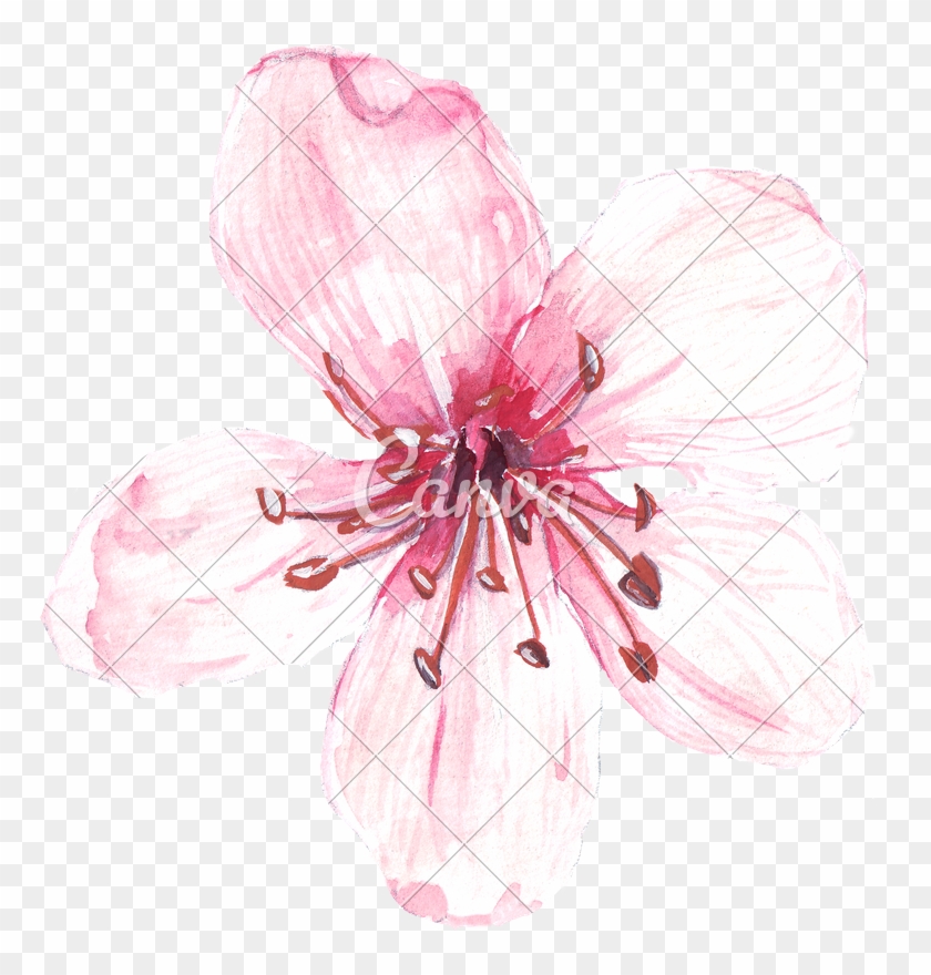 Hand Drawing Of Watercolour Pink Flower - Drawing #938529