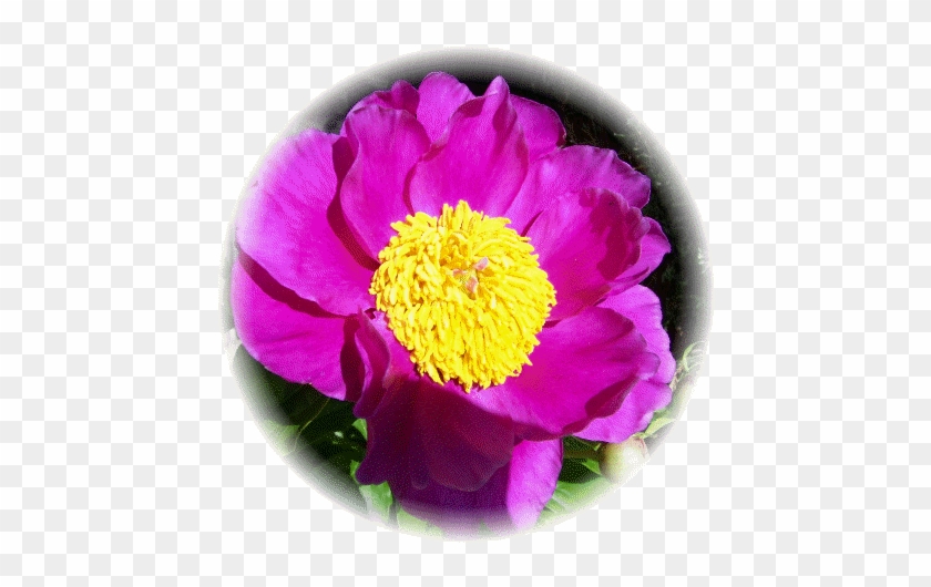 Peony - Peony #938549