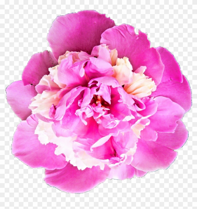 Dark Pink Peony By Jeanicebartzen27 - Flower Bale Images Png #938555