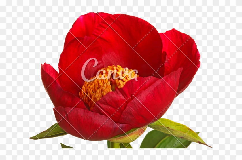Single Red Peony Flower - Stock Photography #938572