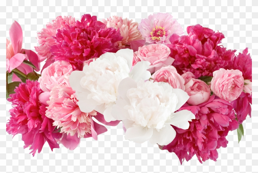 Fresh Cut - Flowers - Peonies - Fresh Cut - Flowers - Peonies #938575