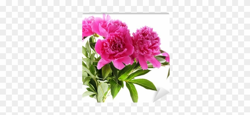 Beautiful Pink Peonies, Isolated On White Wall Mural - White #938603