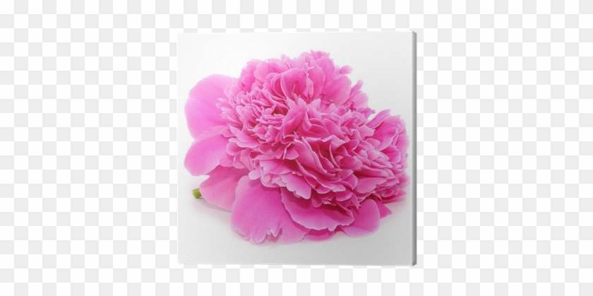 Pink Peony Flower Isolated On White Background Canvas - Catseye Blue Bunny On Flower Clam Mirror #938608