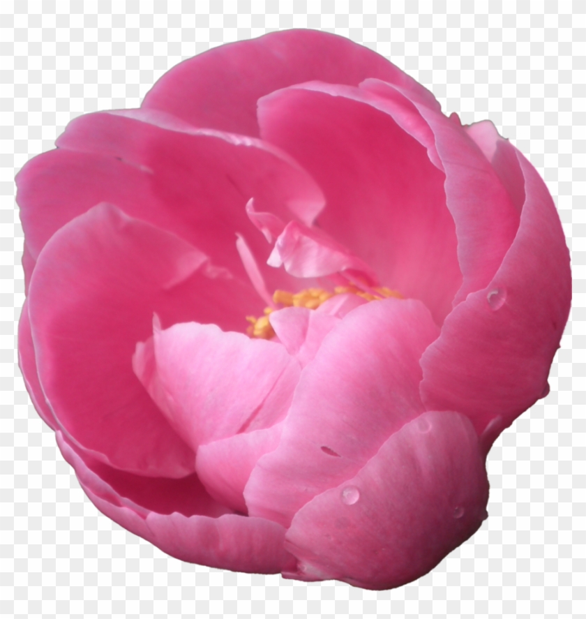 Red Peonies - Peony Png #938611