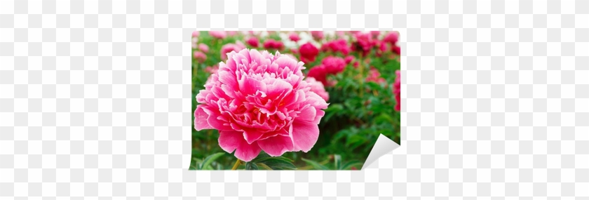 Peony #938612