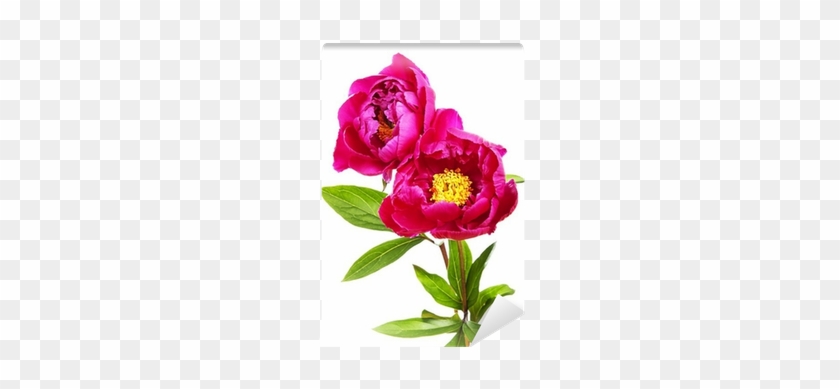 Garden #938615