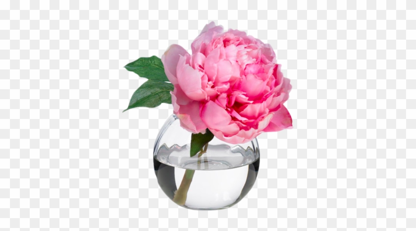 Pink Peony Blossom Diane James Home - S13-pny.gft-pk Pink Peony Blossom Gift Hydrangea Alley, #938617