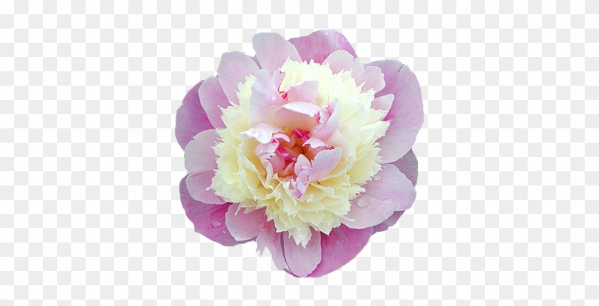 Pixels, Peony Flower, Store - Peony #938620