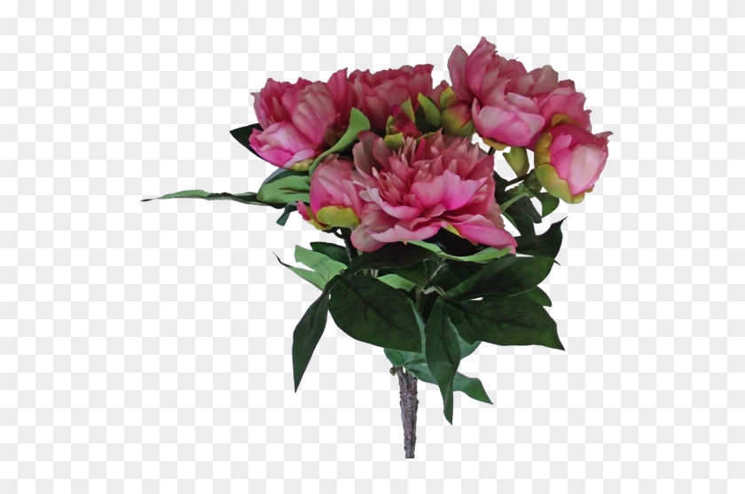 23" Peony Bush X 9~ Beauty - Garden Roses #938622