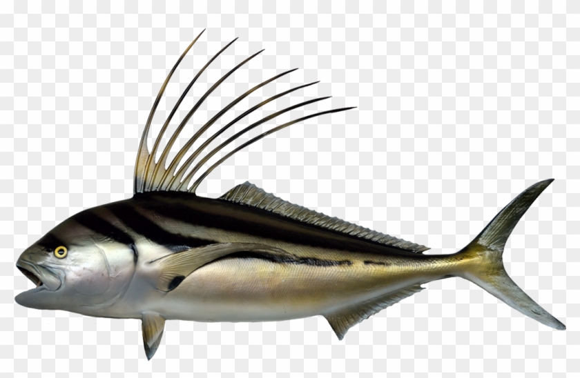 Striped Darter, Roosterfish Clipart - Sea Life Art Png #939273