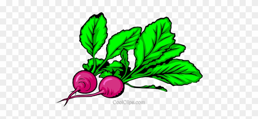 Two Radishes Royalty Free Vector Clip Art Illustration - Rabanos Animadas #939538