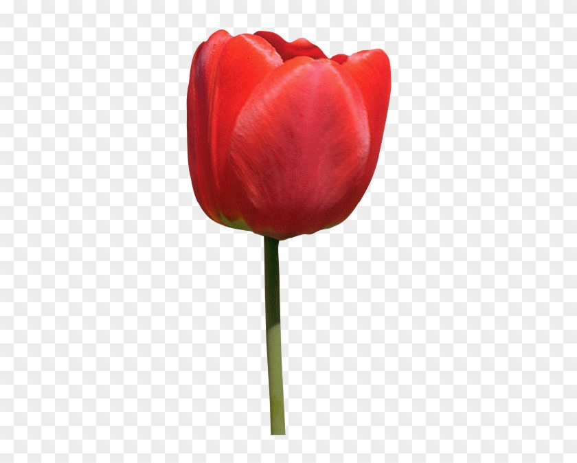 Red Tulip~ - Flower #939867