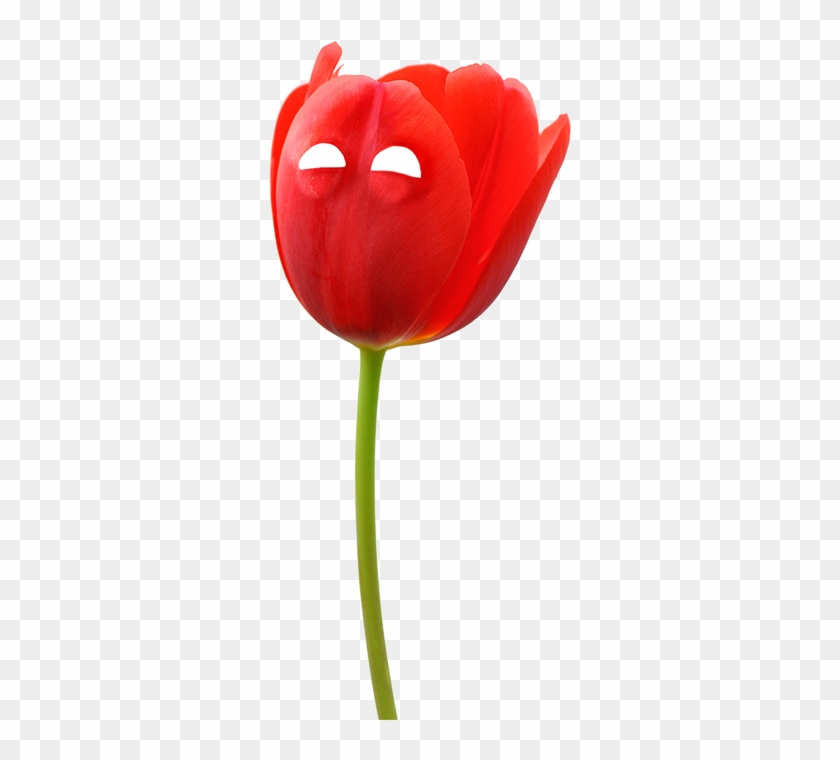 Уютный Цветочный Магазин Молодой Влюбленной Пары Из - Sprenger's Tulip #939876