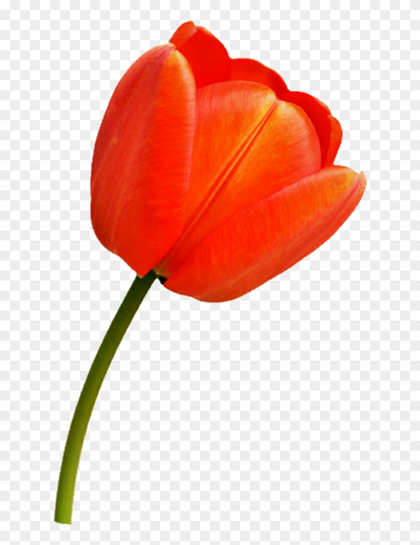Orange Tulip By Jeanicebartzen27 - Orange Tulip Transparent #939877