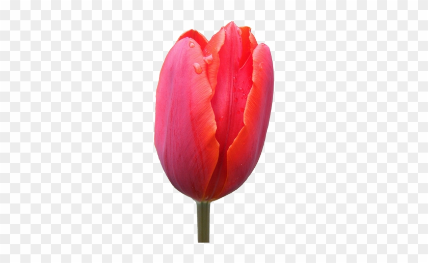 Sprenger's Tulip #939886