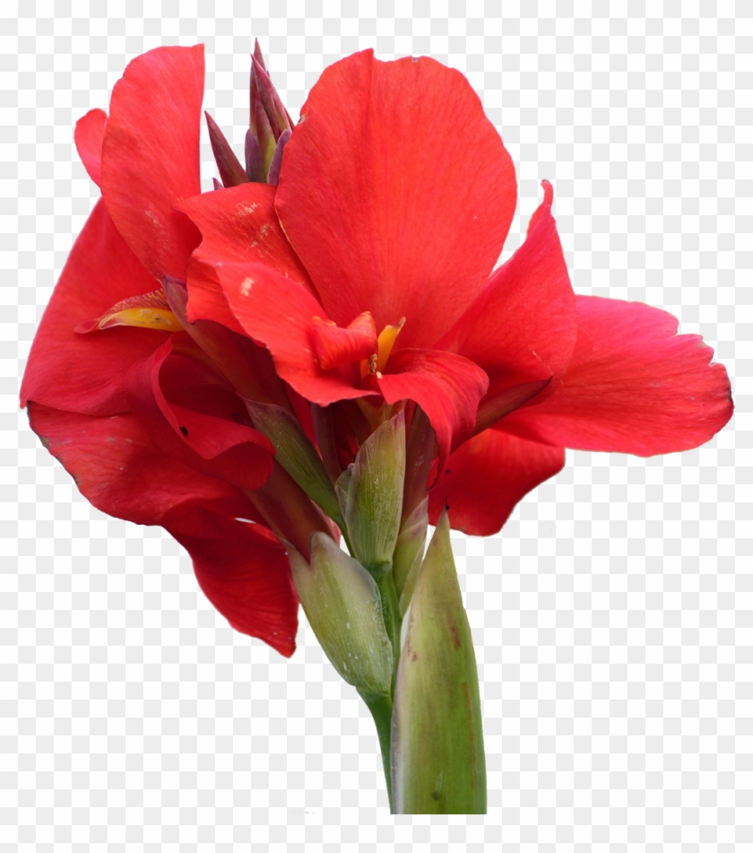 Canna Indica Amaryllis Belladonna Flower - Edible Canna #939912