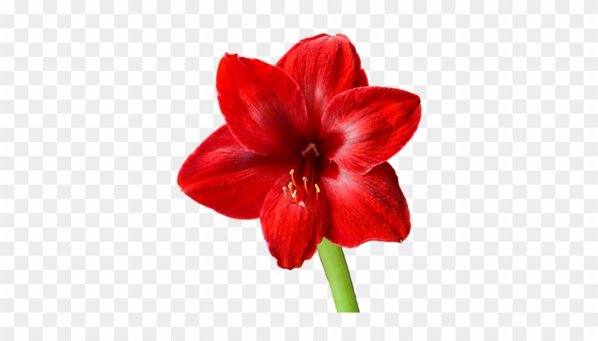 Amaryllis Poisonous Plant To Cats - Amaryllis Png #939919