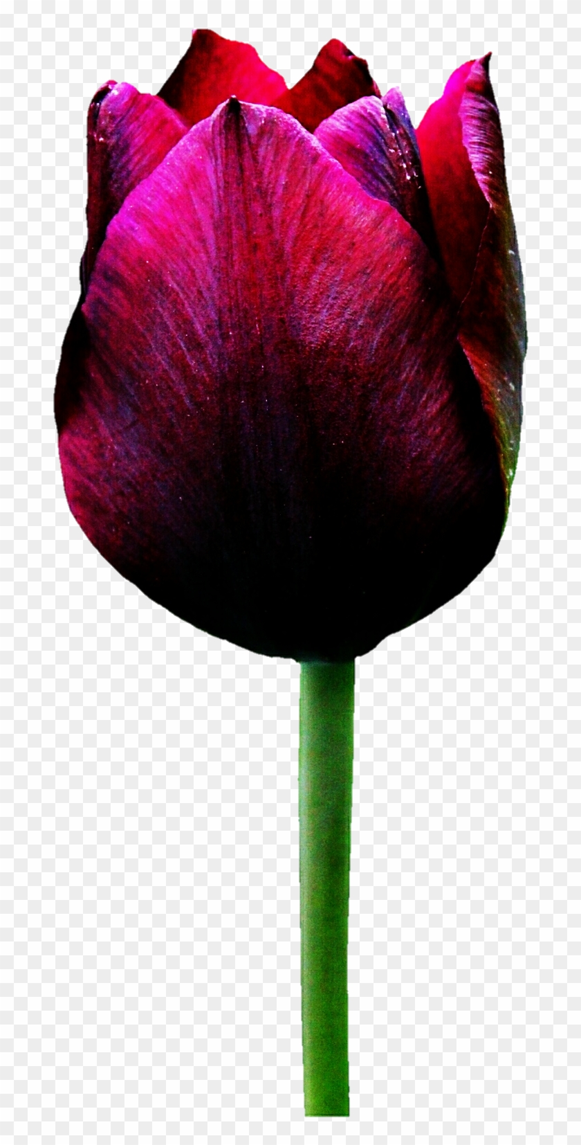 Merlot Tulip By Jeanicebartzen27 Merlot Tulip By Jeanicebartzen27 - Sprenger's Tulip #939921