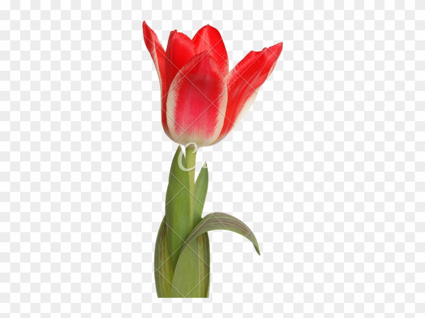 Red Tulip - Lady Tulip #939923