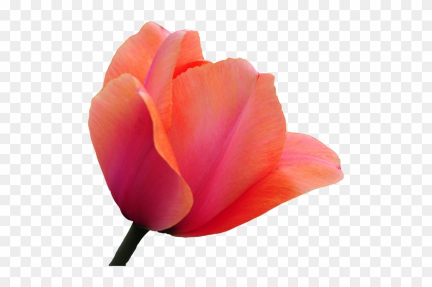 Harika Png Lale Resimleri Tulip Png - Img #939925