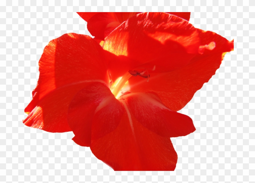 Red Gladiolus - Gladiolus #939952