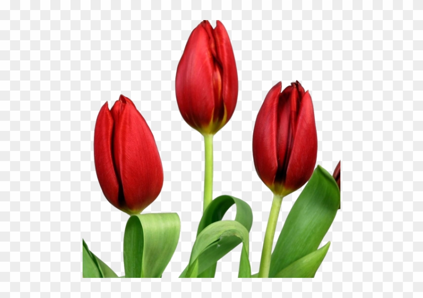 Cinco Pontos Do Calvinismo #939954