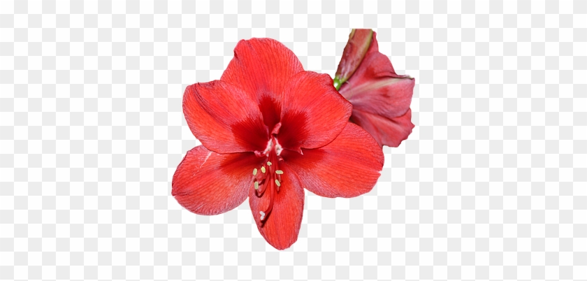 Amaryllis Blossom Bloom Red Isolated Trans - Amaryllis Flower Transparent #939963