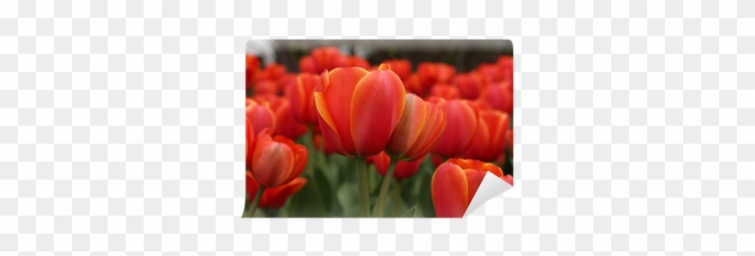 Spring Tulips In Full Bloom, Tulip Festival In Ottawa, - Sprenger's Tulip #939971