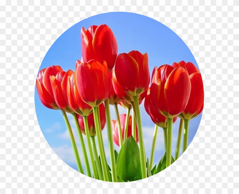 Орхидеи, Тюльпаны, Хризантемы, Эустомы - รวม ดอกไม้ สี แดง #939975
