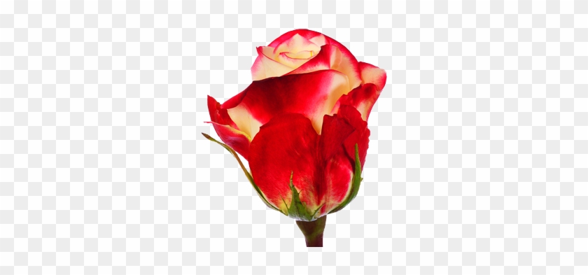 Proud - Garden Roses #939997