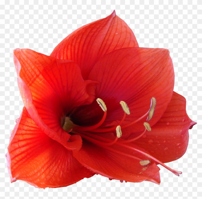 朱顶红 Hippeastrum - 朱顶红 Hippeastrum #940002