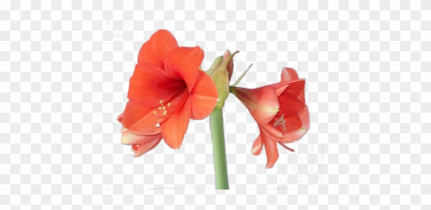 Peach Flower Clipart Amaryllis - Amaryllis Png #940009