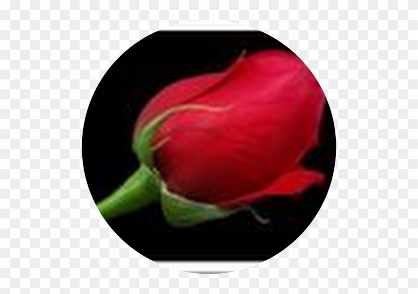 Rose #940049