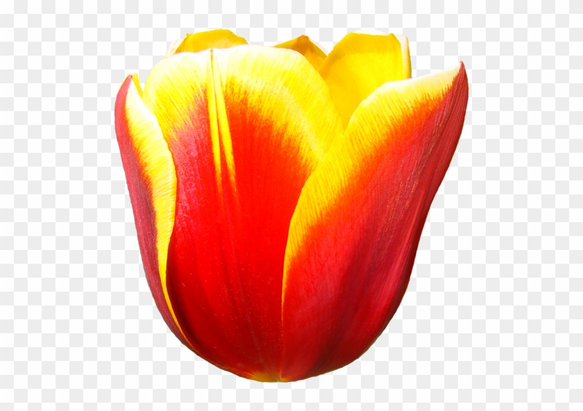 Sprenger's Tulip #940051