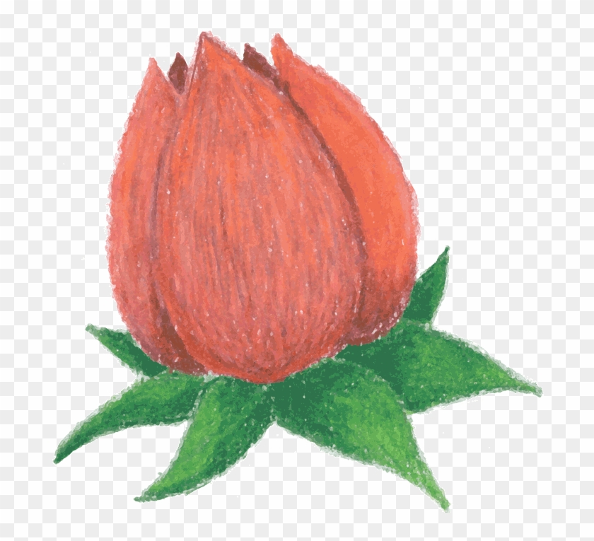 Rosebud - Flower Bud Clipart #940056
