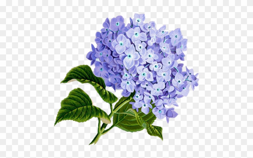 Flower, Purple, Plan, Pretty Vintage, Composition - 3drose 8 X 8 X 0.25 Inches Mouse Pad Blue Hydrangea #940212