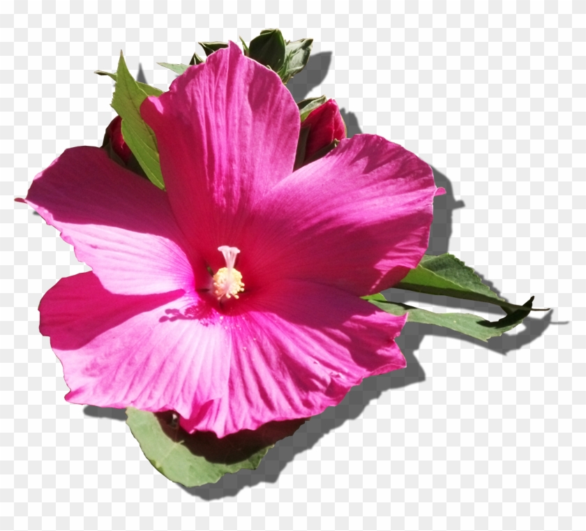 Mályvarózsa - Hawaiian Hibiscus #940799