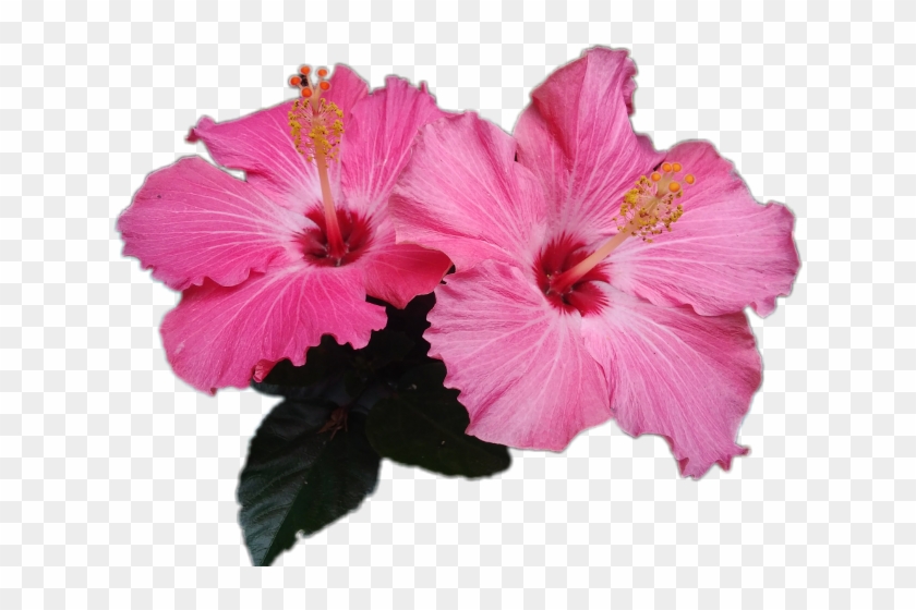 Chinese Hibiscus #940807